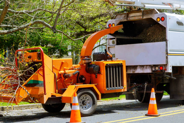 Trusted Trumbull Center, CT Tree Care  Experts